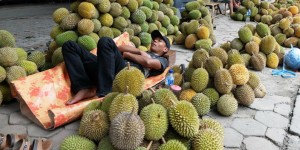 Ranah Minang Siap-siap Jadi Lumbung Durian Nasional